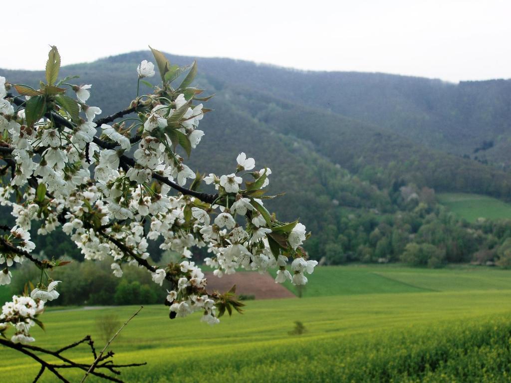 Landhaus Am Westerwald Martinfeld Kültér fotó